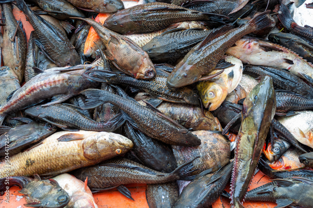 Fototapeta premium pesca indiscriminada en el rio orinoco
