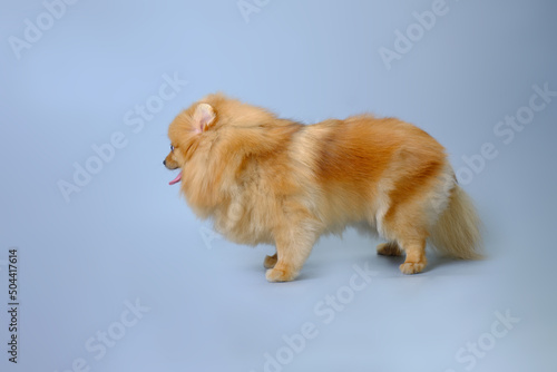 Fototapeta Naklejka Na Ścianę i Meble -  Happy cute red Pomeranian dog on a blue background after a haircut