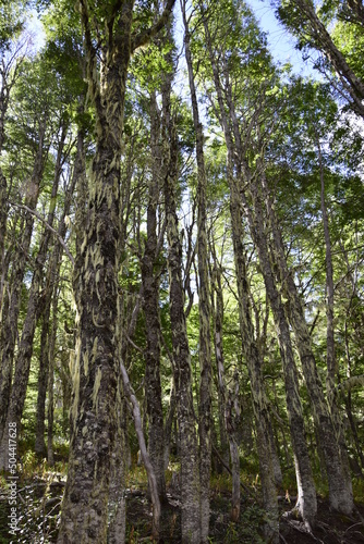 Trees covered with moss in the forest, in Arrayanes National Park, San Carlos de Bariloche. Argentina