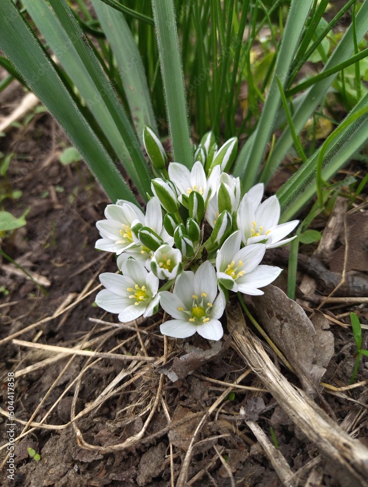 Fototapeta premium snowdrops in the garden