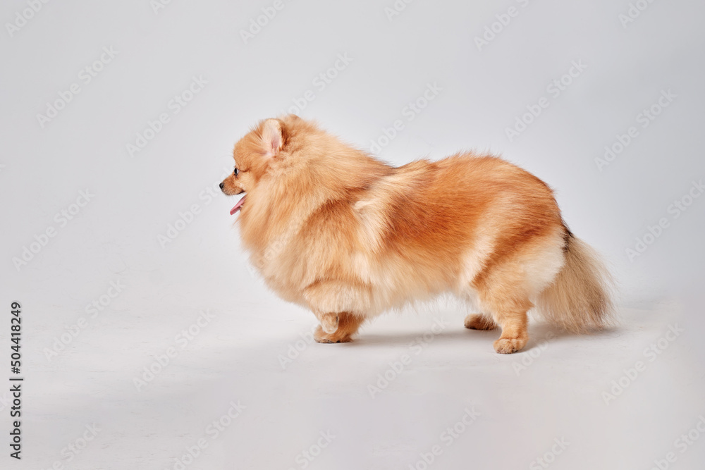 The Pomeranian dog stands sideways to the camera