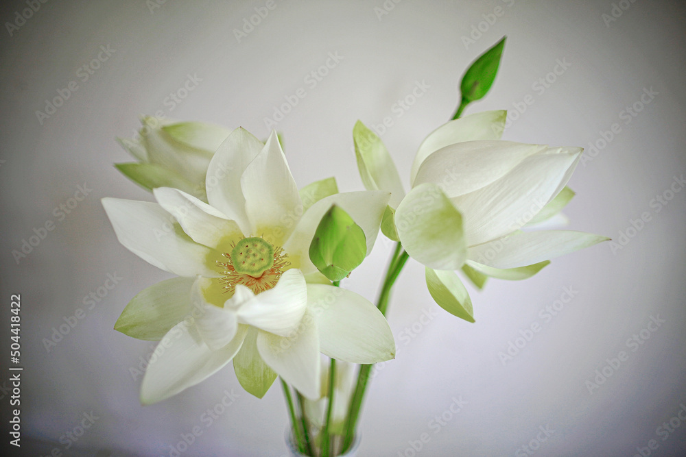 Obraz premium bouquet of lotus