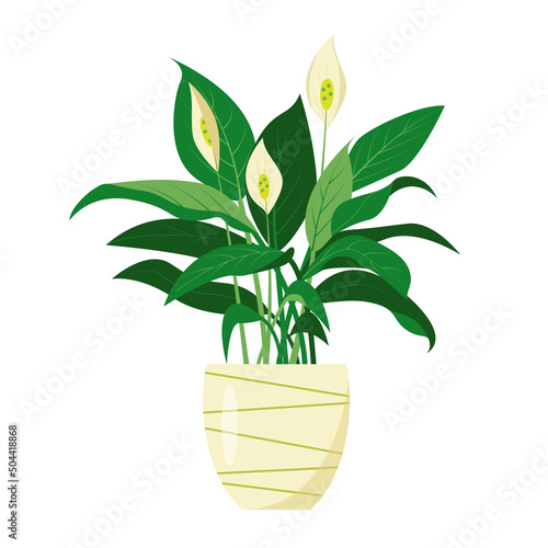 Peace lily or spathiphyllum plant icon. Decorative indoor house plant in flower pot isolated on white background. Flat or cartoon vector illustration for home or office design.