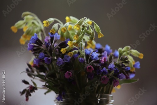 Bouquet of spring yellow, blue, pink and purple flowers close-up indoors. Spring wildflowers in a bouquet. Suffolk Lungwort and Cowslip bouquet is in a glass jar. 
Valentine's Day. Greeting card.