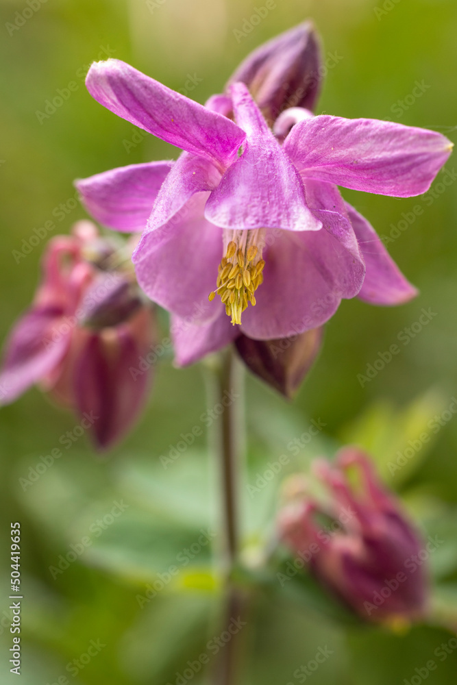 Tender pink aquilegia bells flowers on the sunny weather Tender pink aquilegia bells flowers on the sunny weather