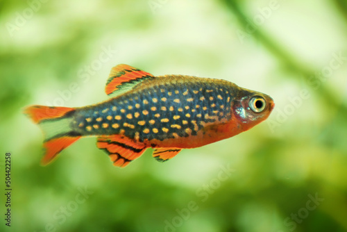 Danio margaritatus Freshwater fish, celestial pearl danio in the aquarium, is often as often referred as rasbora galaxy or Microrasbora Galaxy. Animal aquascaping photography with a focus gradient.