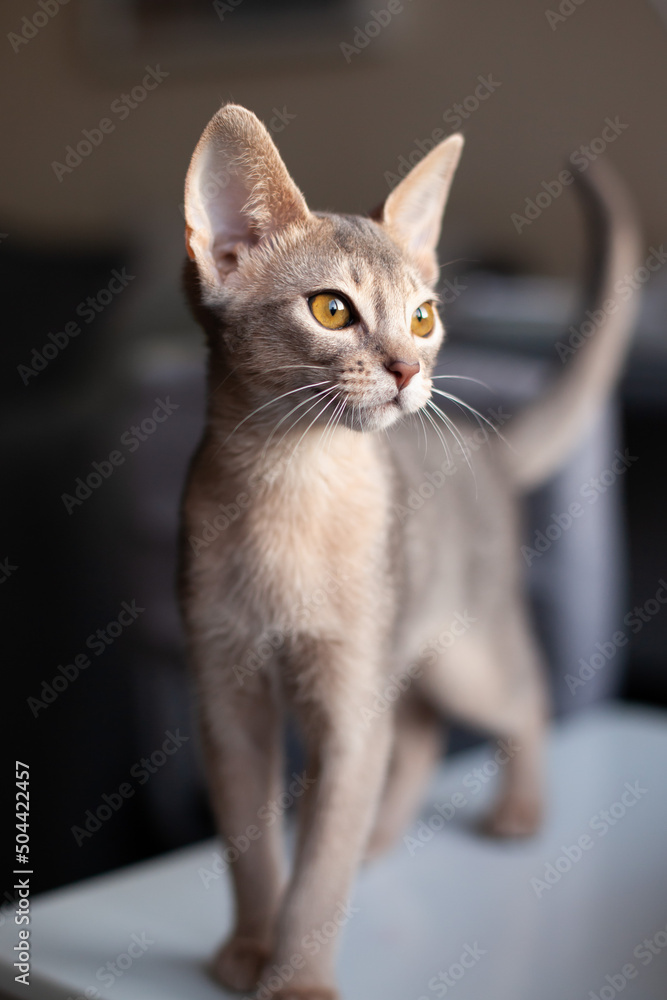 Portrait of abyssinian blue cat at home. Curious three month old kitten of blue color with big yellow eyes. Pets care. World cat day. Vertical image. Selective focus. Portrait of abyssinian blue cat at home. Curious three month old kitten of blue color with big yellow eyes. Pets care. World cat day. Vertical image. Selective focus.