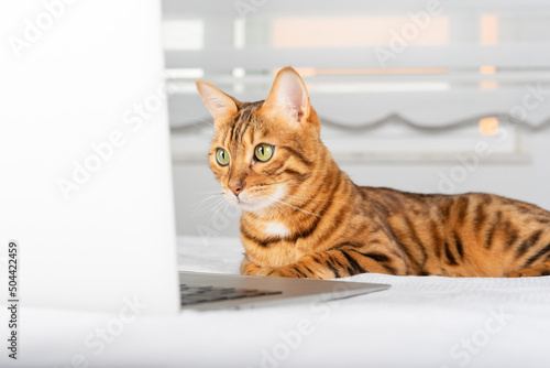 Cute red cat looks into a laptop in the room.