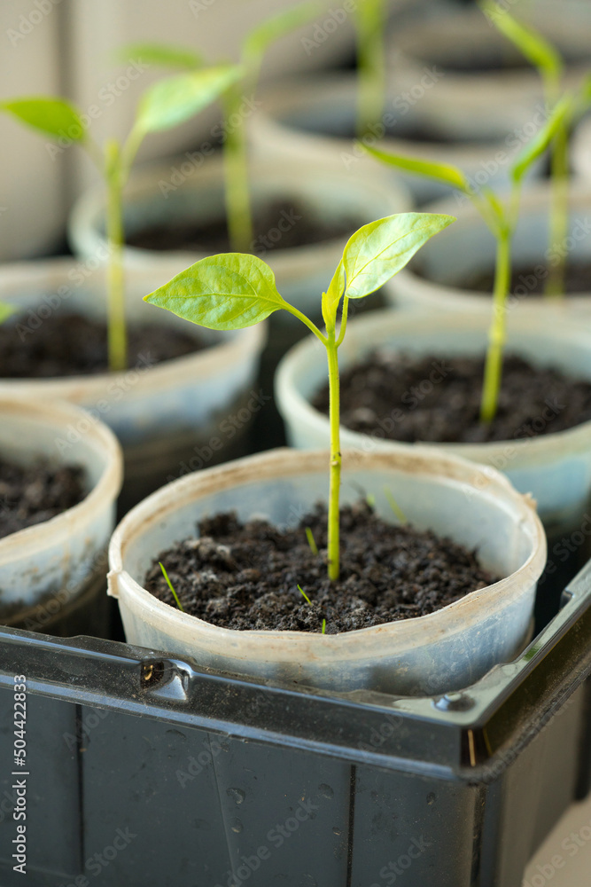 Vertical image of bell pepper seedlings in plastic pots on window sill under sun light. Growing young green tomatoes plants at home. Homegrown products. Balcony gardening. Selective focus Vertical image of bell pepper seedlings in plastic pots on window sill under sun light. Growing young green tomatoes plants at home. Homegrown products. Balcony gardening. Selective focus