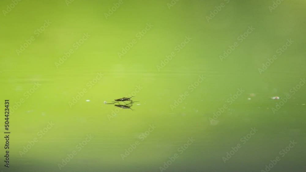 Slow Motion Macro Shot of Tiny Bug Hopping on Water Slow Motion Macro Shot of Tiny Bug Hopping on Water