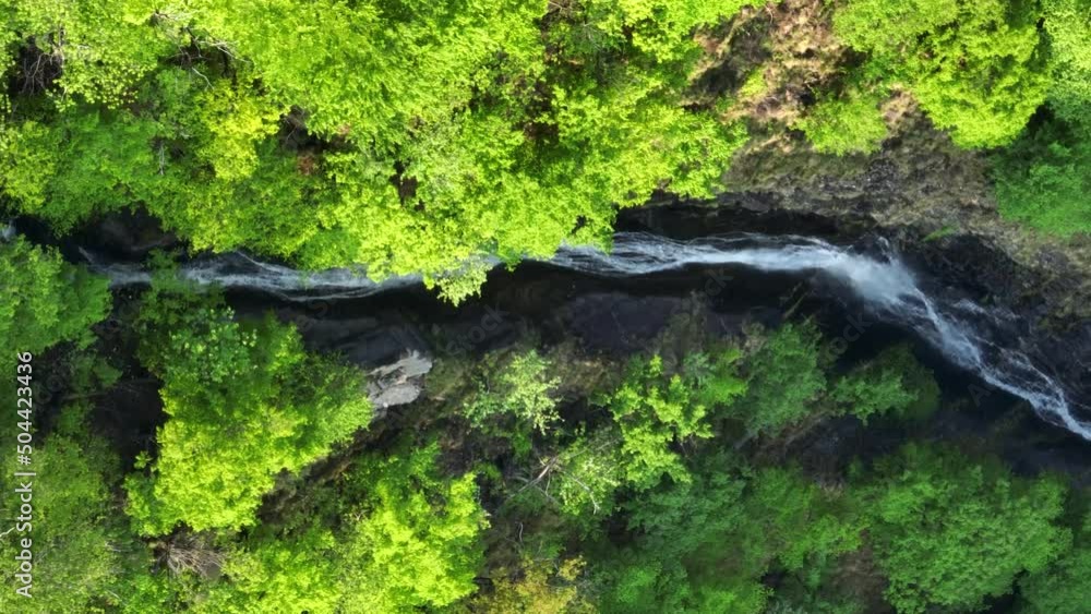Narrow stream running through lush green forest in Southern Alps; drone top down Narrow stream running through lush green forest in Southern Alps; drone top down