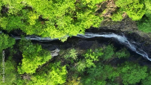 Narrow stream running through lush green forest in Southern Alps; drone top down