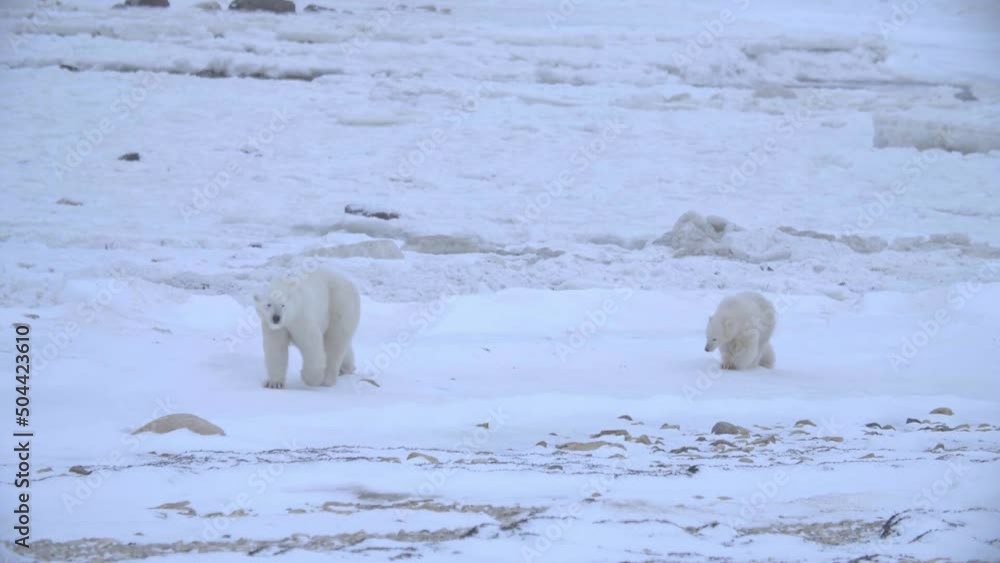 Polar bear with with cub walk over inhospitable snowy landscape Polar bear with with cub walk over inhospitable snowy landscape