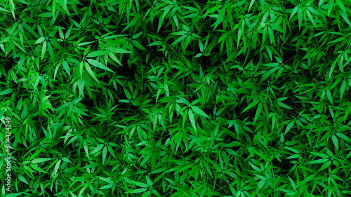 Cannabis Texture Marijuana Leaf Pile on white Background.