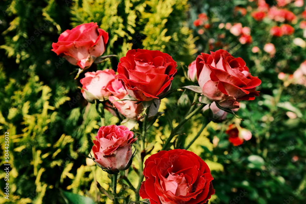 red roses