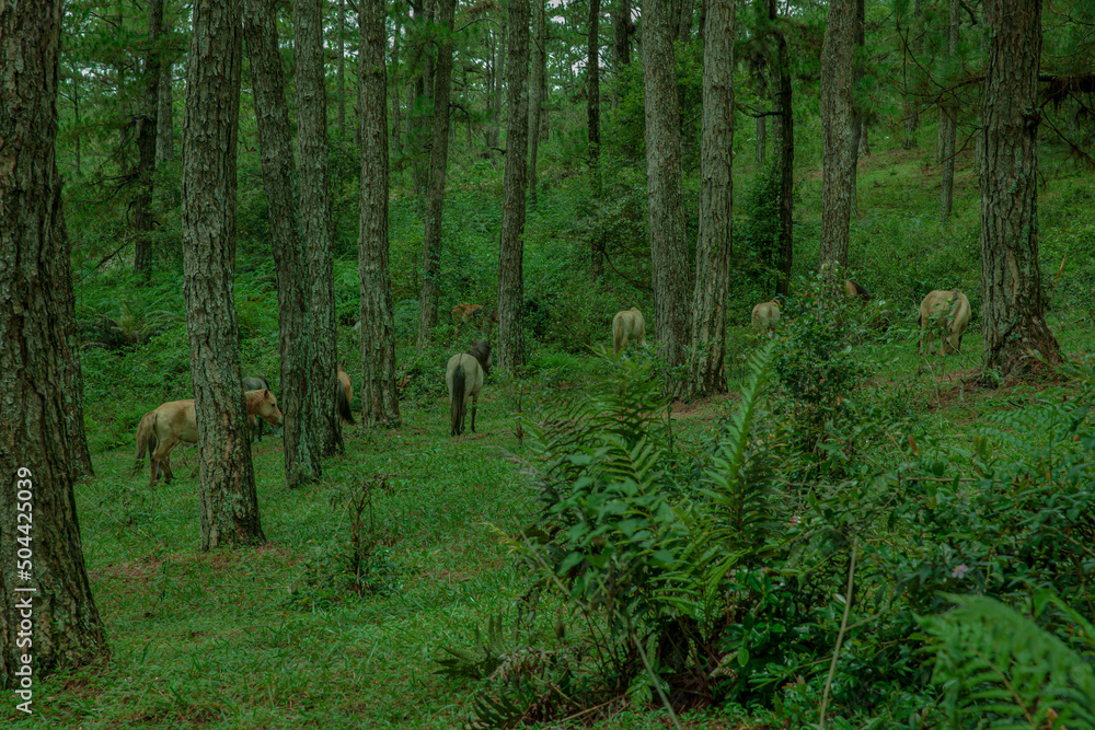 Obraz premium The horses are leisurely grazing in the pine forest