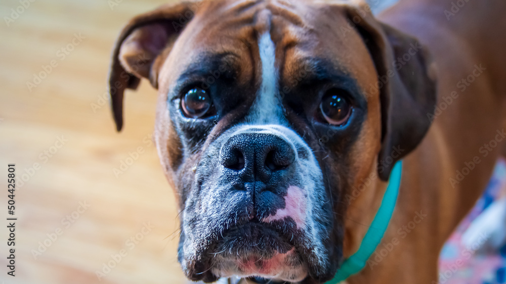 Fawn boxer dog face close up - sweet eyes, eagerly awaiting a snack Fawn boxer dog face close up - sweet eyes, eagerly awaiting a snack