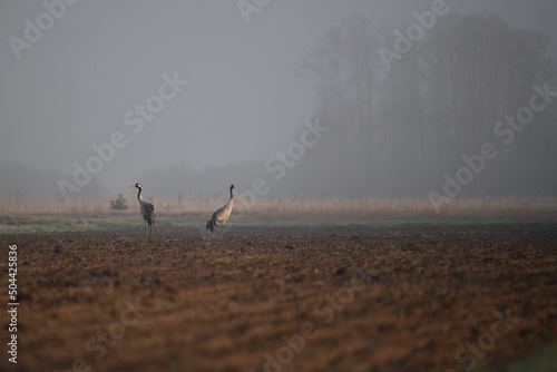 Cranes walking in the fog