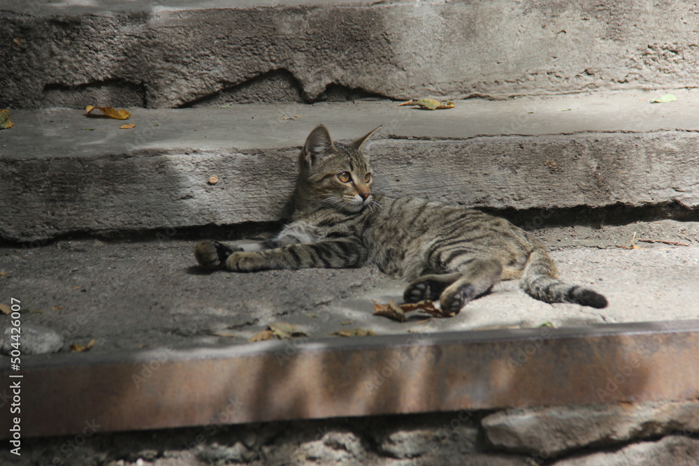 Obraz premium cat on the stairs