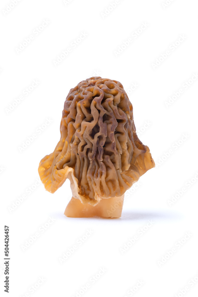 Mushroom morel isolated on a white background, vertical photo Mushroom morel isolated on a white background, vertical photo