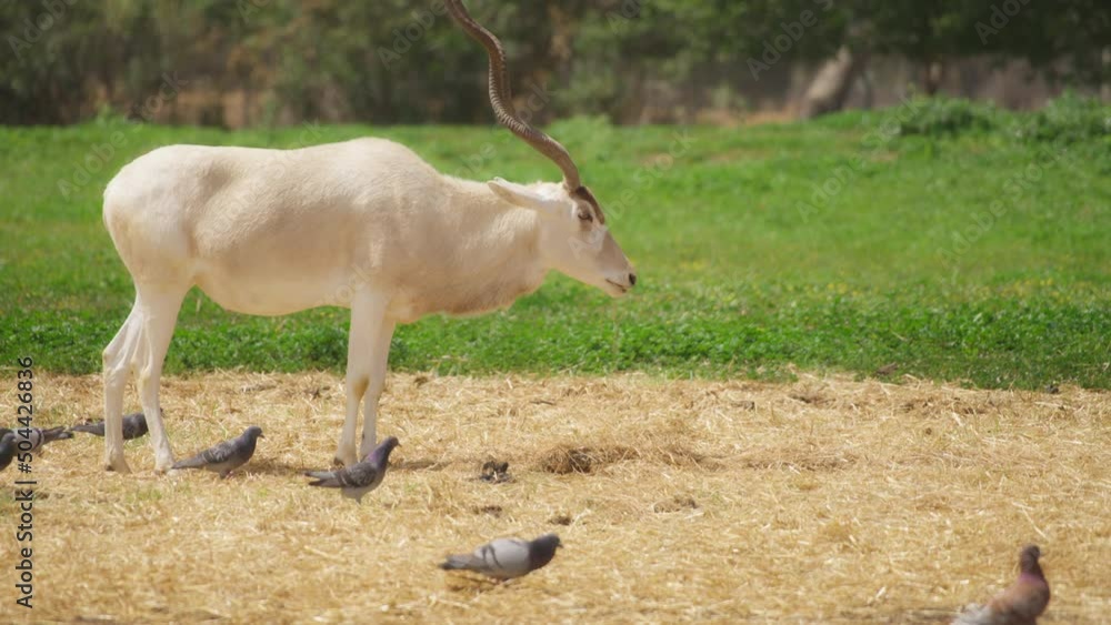 Antelope Addax eating grass on pasture with pigeons on the ground. Slow motion. Antelope Addax eating grass on pasture with pigeons on the ground. Slow motion.