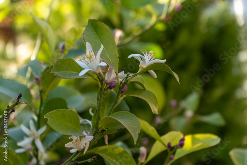 flowering of a lemon tree