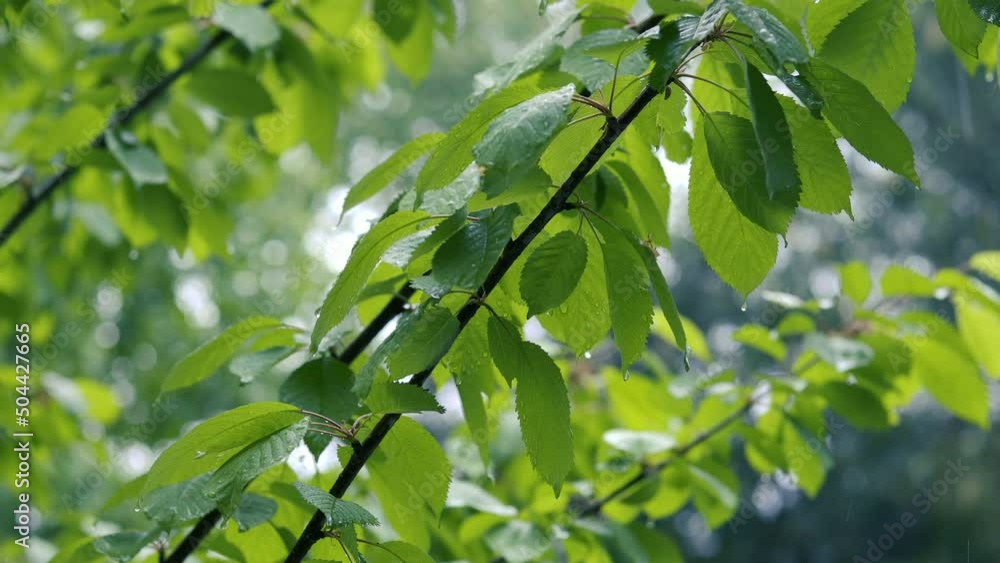 green leaves in rainy day green leaves in rainy day