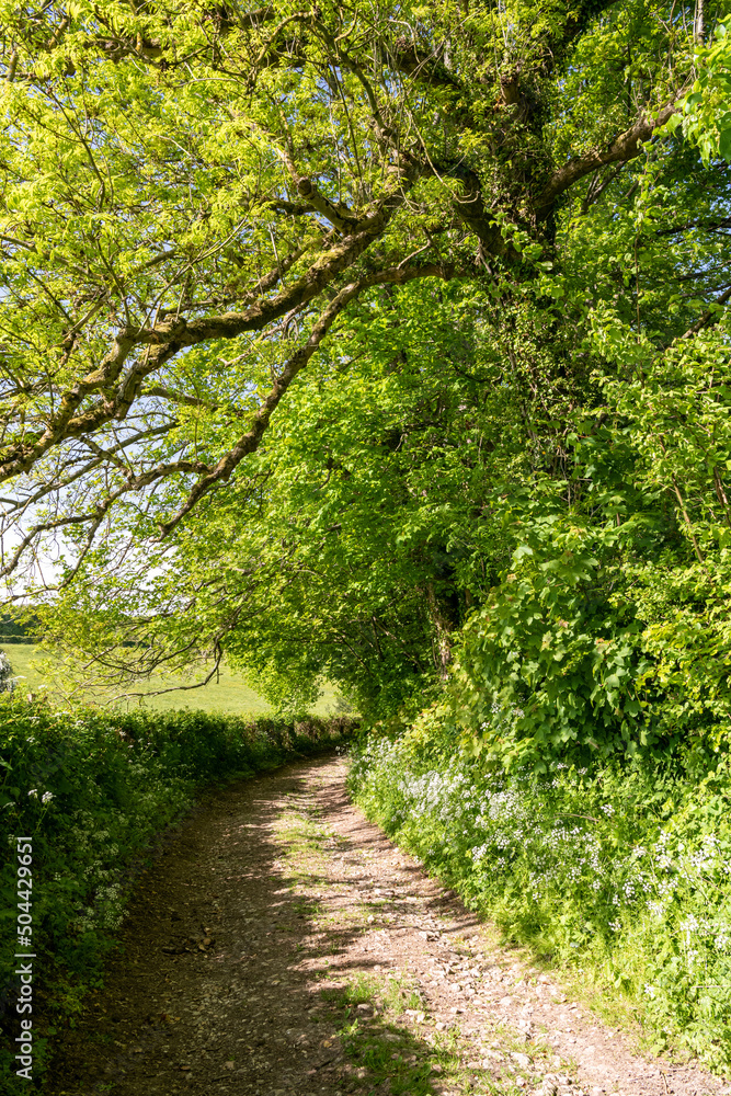 Chemin de randonnée dans les sous-bois en pays de Bray en Normandie Chemin de randonnée dans les sous-bois en pays de Bray en Normandie