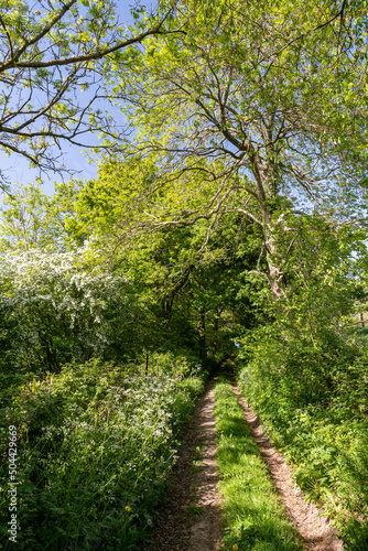 Chemin de randonnée dans les sous-bois en pays de Bray en Normandie © S. Leitenberger