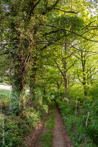 Chemin de randonnée dans les sous-bois en pays de Bray en Normandie