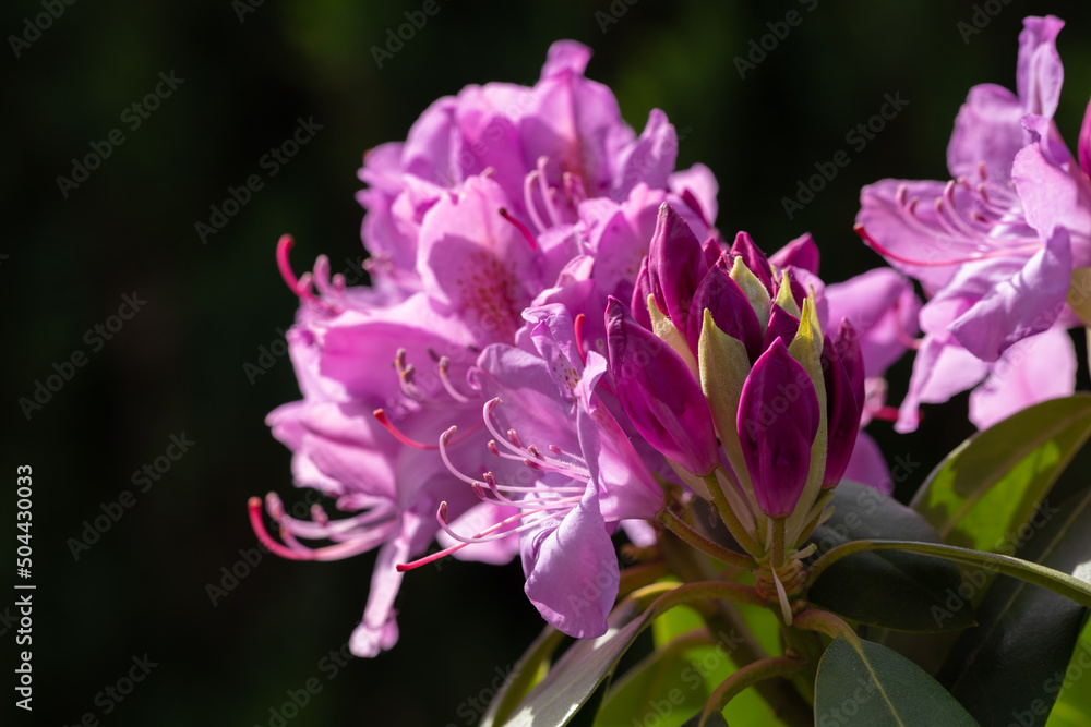 Rhododendron Rhododendron