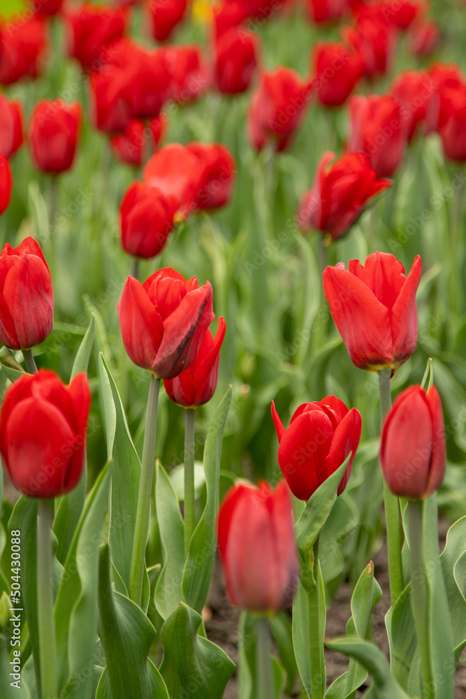 Red tulips in a flower bed. The tulip bud in garden. Beautiful simple spring flowers. Floral background. To grow plants in field. Gardening.