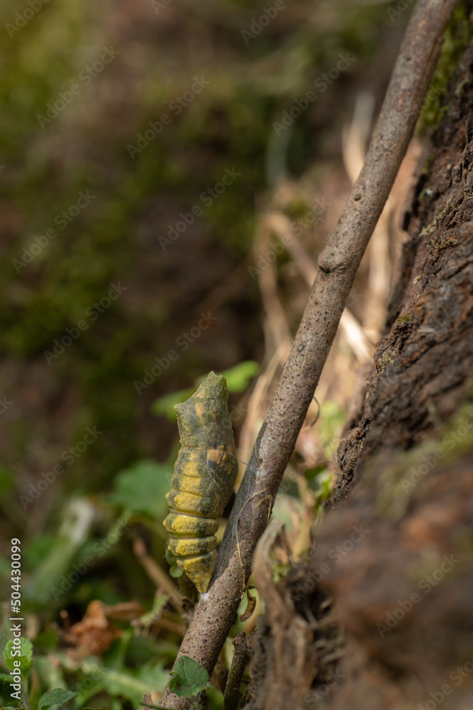 Fototapeta premium Schwalbenschwanz Kokon