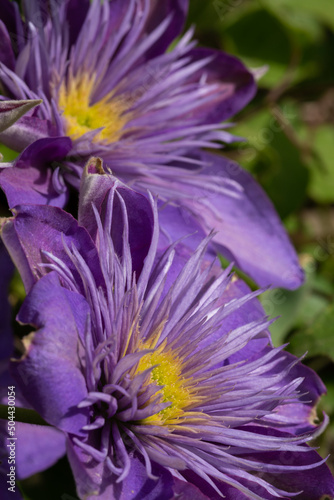 Lila Blume mit gelber Mitte - Blüte - clematis  photo