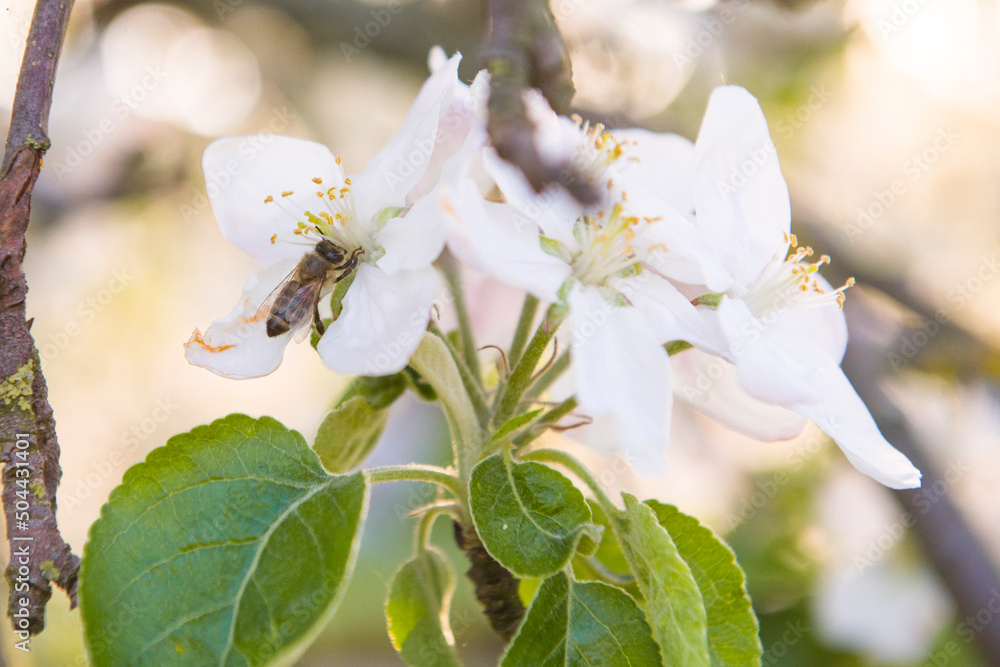 Wiosna pszczoły mają bardzo dużo pracy ze względu na kwitnienie wielu drzew i roślin. - obrazy, fototapety, plakaty 