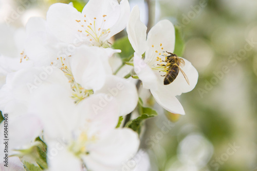 Wiosna pszczoły mają bardzo dużo pracy ze względu na kwitnienie wielu drzew i roślin.