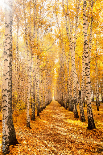 Wallpaper Mural Autumn birch grove, illuminated by the bright sun. A colorful forest landscape of white birches with yellow leaves. Seasonal weather in the forest or in the park. Torontodigital.ca