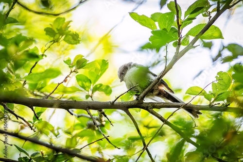 Obraz na płótnie A young long-tailed tit, a cute white, brown and black songbird, perching on a branch surrounded with green leaves. Spring day in nature. w salonie