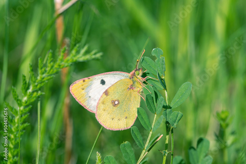 Female Colias hyaleo or Colias alfacariensis butterfly. These species can only be differed from the caterpillars. photo