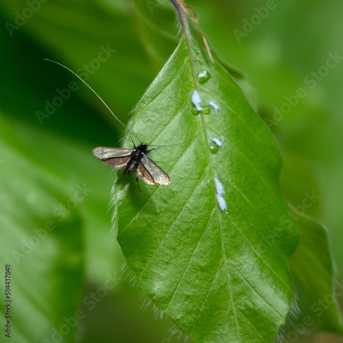 Green longhorn, male - Adela reaumurella. Moth family Adelidae, the fairy longhorn moths. In the forest on a green leaf. Copy space photo