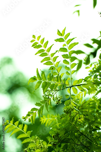 Indian curry leaf plant also known as 