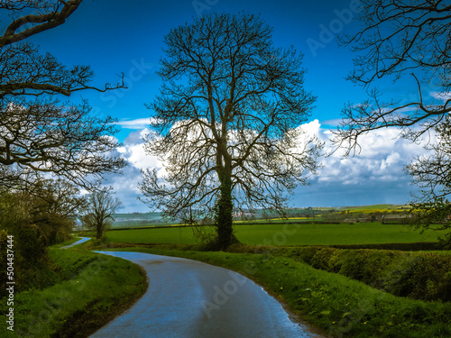 tree in the park