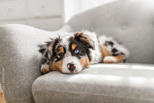 Fotografie Little baby puppy Berger Australian on sofa at home