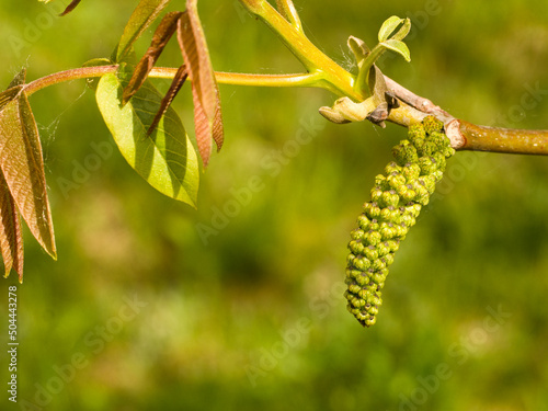 Fototapeta Naklejka Na Ścianę i Meble -  Kwiatostan