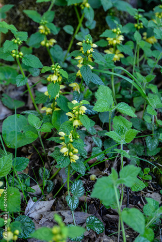 Flowering Yellow archangel plant or Lamium galeobdolon argentatum . photo