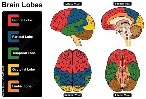 Human brain lobes anatomy infographic diagram lateral sagittal superior inferior views frontal parietal temporal occipital limbic physiology medical health science scheme abstract vector drawing chart photo