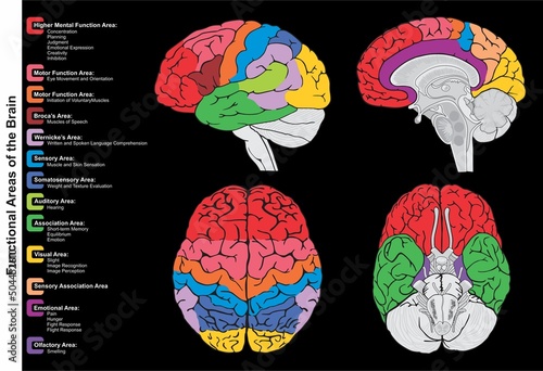 Human brain functional areas anatomy infographic diagram lateral sagittal superior inferior views function mental motor sensory auditory visual emotional vector drawing medical health science  photo