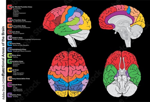 Human brain functional areas anatomy infographic diagram lateral sagittal superior inferior views function mental motor sensory auditory visual emotional vector drawing medical health science 