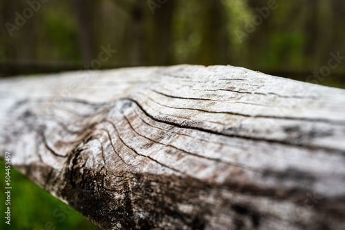 Rustic Wood in the Forest