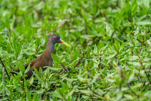 A colorful water bird (Plumbeous rail) in the water plants  photo